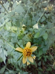 Bidens riparia
