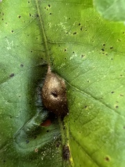 Andricus quercuspetiolicola