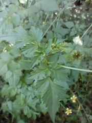 Bidens riparia