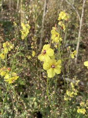 Verbascum blattaria
