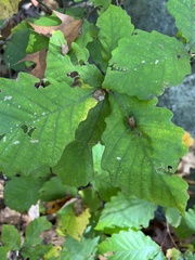 Andricus quercuspetiolicola