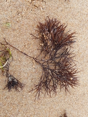 Furcellaria lumbricalis