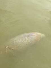 Trichechus manatus