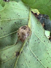 Andricus quercuspetiolicola