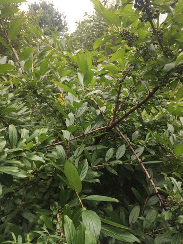 Rhamnus utilis, photograph 3
