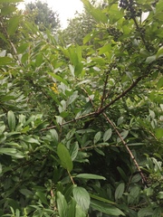 Rhamnus utilis