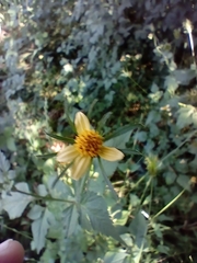 Bidens riparia