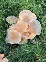 Desarmillaria caespitosa