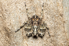 Stephanopis altifrons