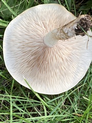 Desarmillaria caespitosa