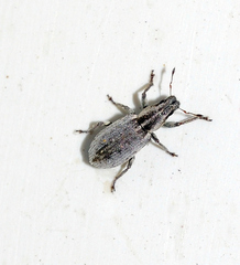 Sitona discoideus