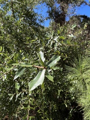 Quercus hemisphaerica