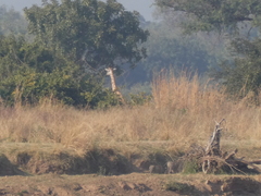 Giraffa camelopardalis