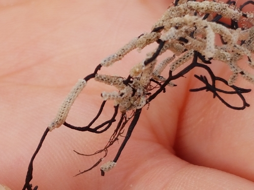 Electra pilosa