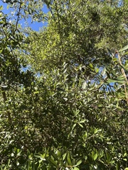 Quercus hemisphaerica