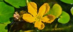 Nymphoides peltata