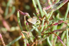 Brephidium pseudofea