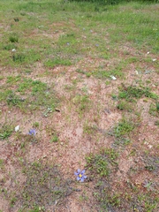 Calydorea xiphioides