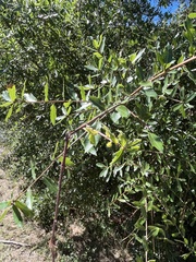 Quercus hemisphaerica