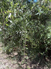 Quercus hemisphaerica