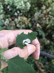 Chrysoesthia sexguttella