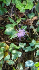 Cardueae