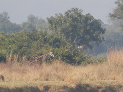Giraffa camelopardalis