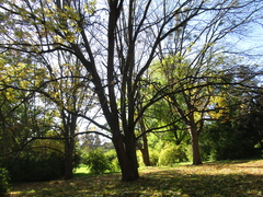 Fraxinus pennsylvanica lanceolata