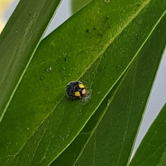 Apolinus lividigaster