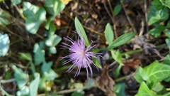 Cardueae