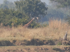 Giraffa camelopardalis