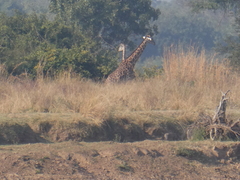 Giraffa camelopardalis