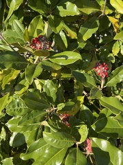 Magnolia grandiflora