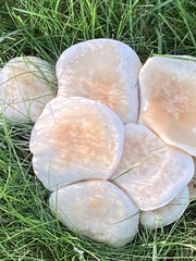 Desarmillaria caespitosa