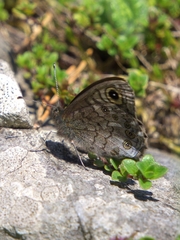 Lasiommata petropolitana