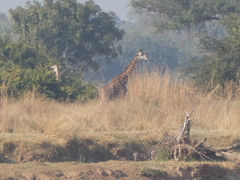 Giraffa camelopardalis