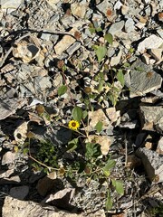 Helianthus petiolaris