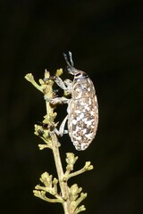 Leucomigus tesselatus