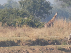 Giraffa camelopardalis
