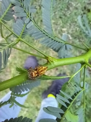 Carrhotus viduus