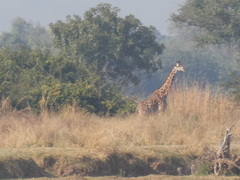 Giraffa camelopardalis
