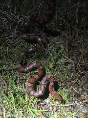 Pantherophis guttatus
