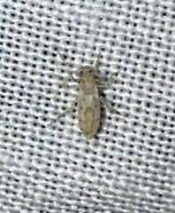 Chaoborus punctipennis