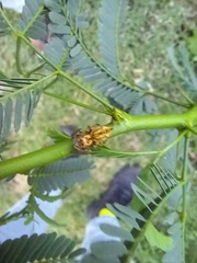 Carrhotus viduus