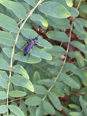 Ichneumon deliratorius