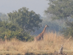 Giraffa camelopardalis