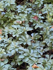 Pachysandra terminalis