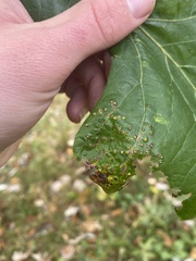 Neuroterus saltarius