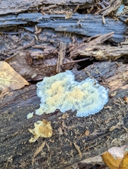 Merulius tremellosus