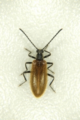 Lagria hirta